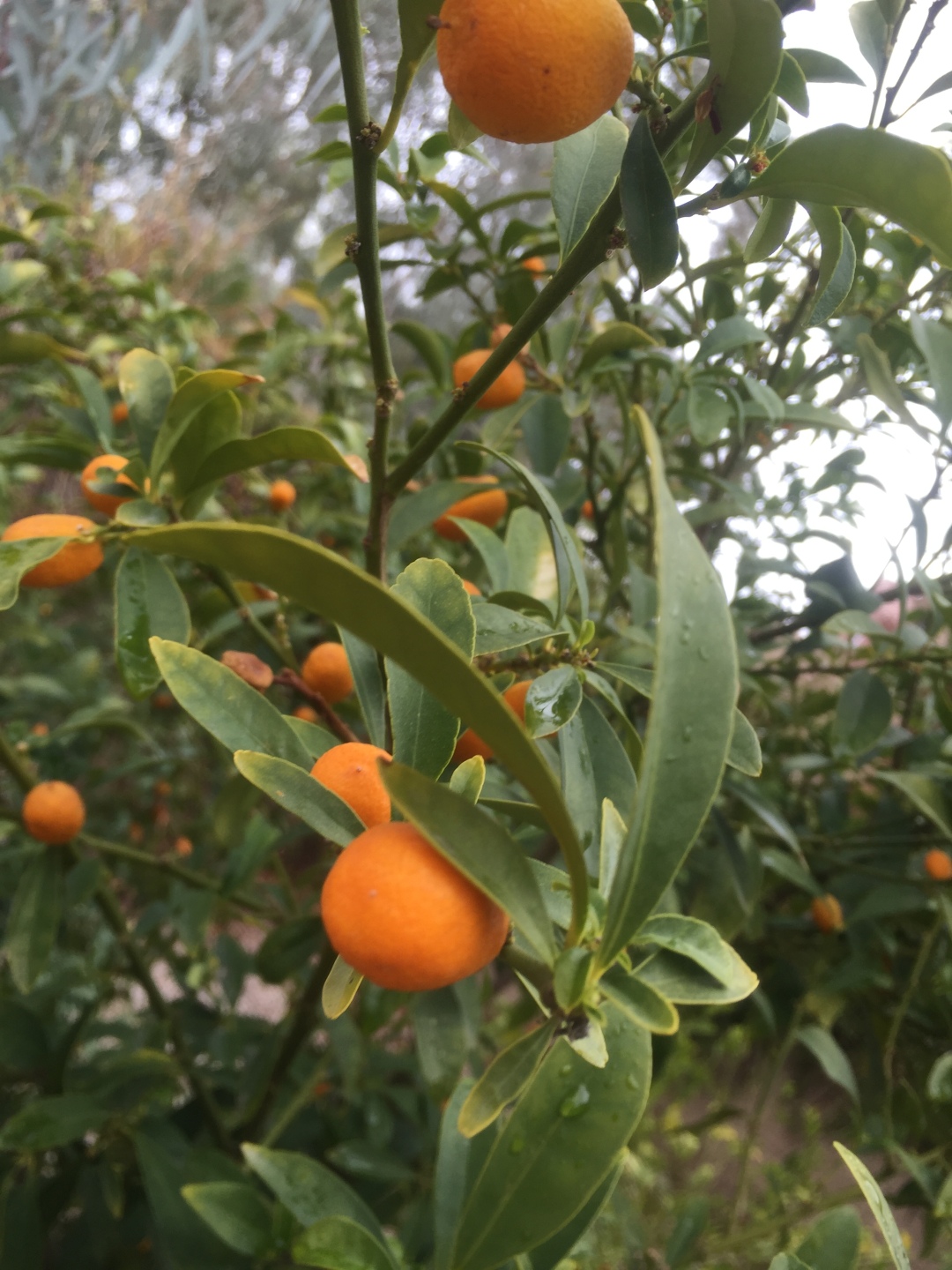 A2-Kumquat-tree-IMG_0799