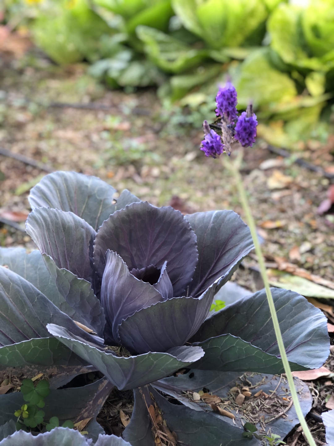 A-veg-purplecabbage-TheFarm-IMG_E2784